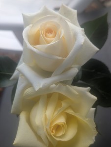 THE WAINWRIGHT ROSE (hybrid tea)